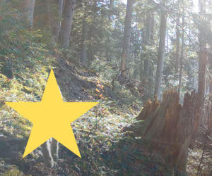 Niezwykły widok w lasach Roztocza