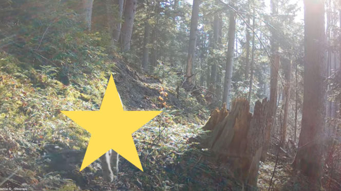 Niezwykły widok w lasach Roztocza