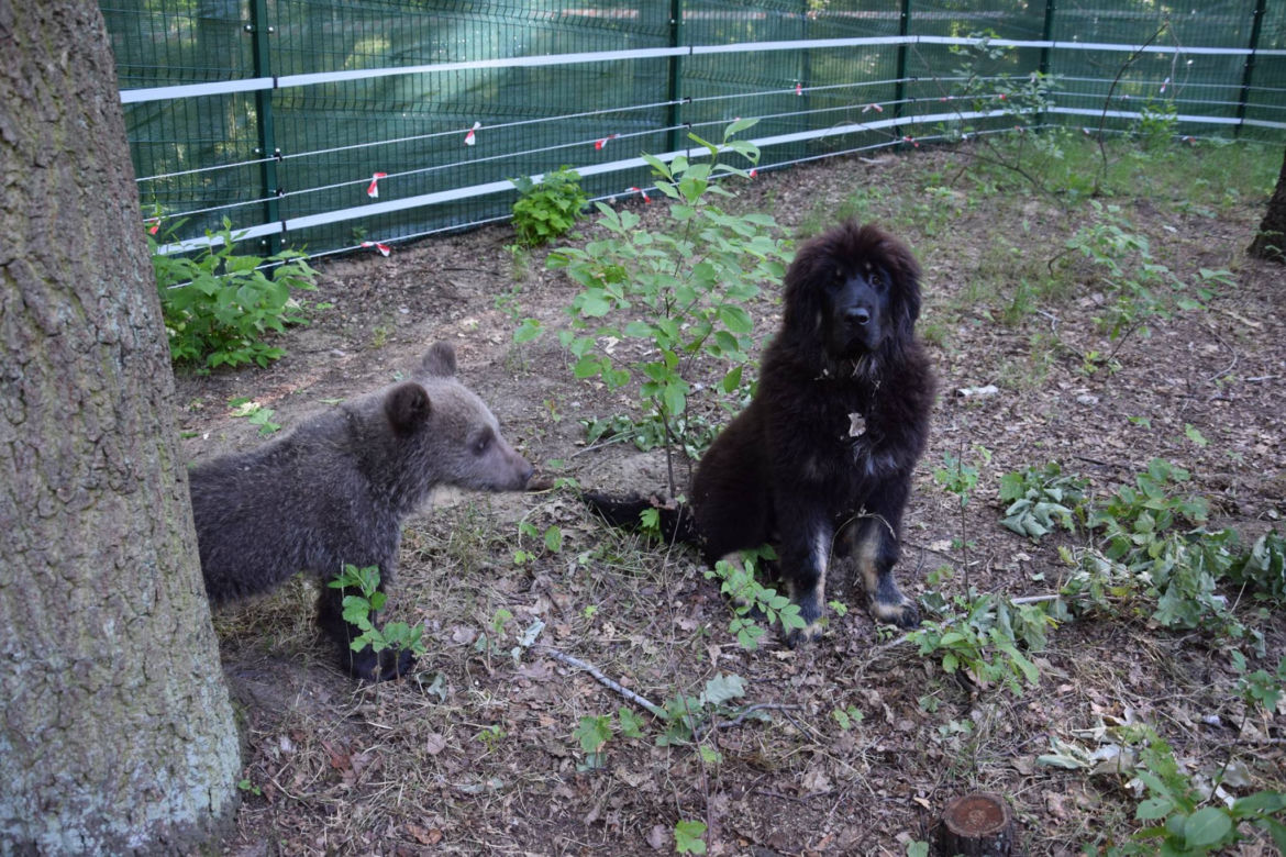 Cisna ma nowego przyjaciela. Oto Bari!