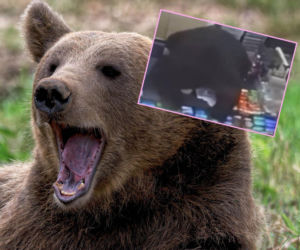 11-latek poszedł do sklepu. Musiał uciekać przed niedźwiedziem!