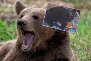 11-latek poszedł do sklepu. Musiał uciekać przed niedźwiedziem!