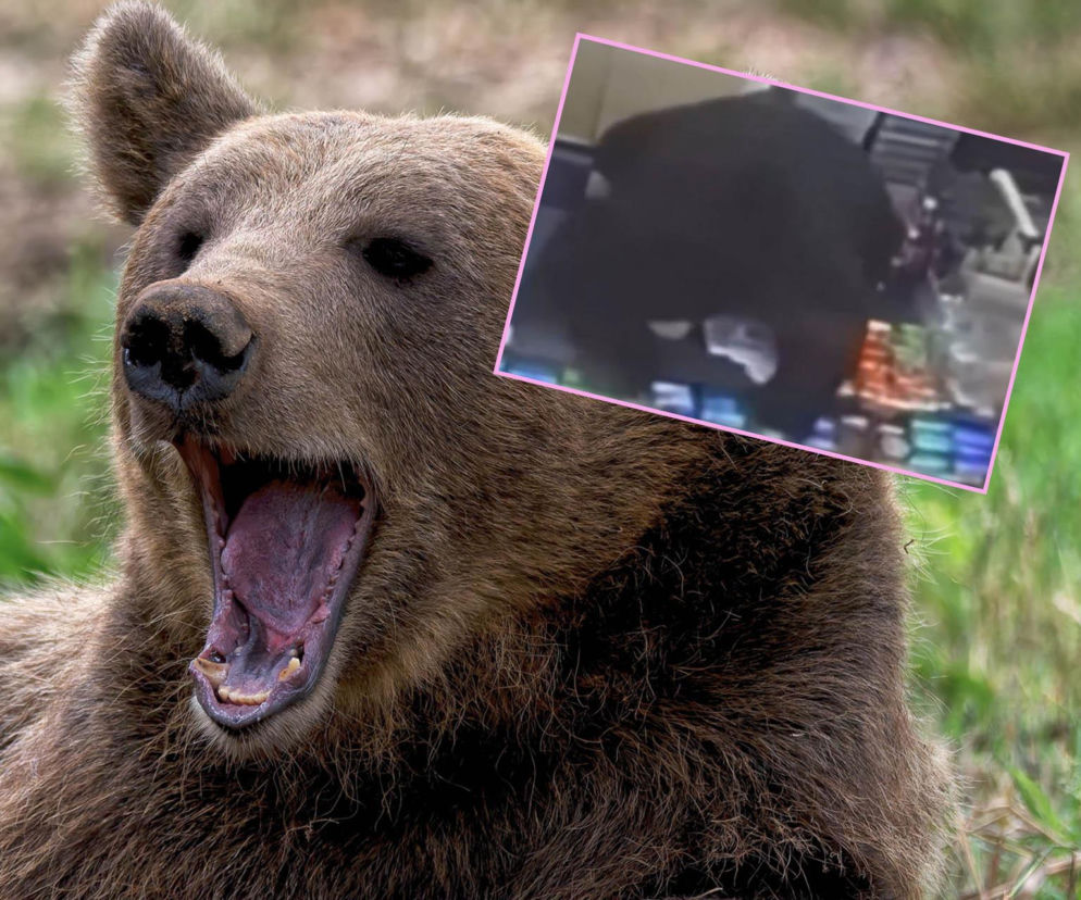 11-latek poszedł do sklepu. Musiał uciekać przed niedźwiedziem!