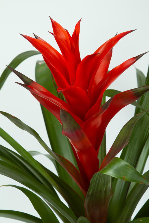 Guzmania