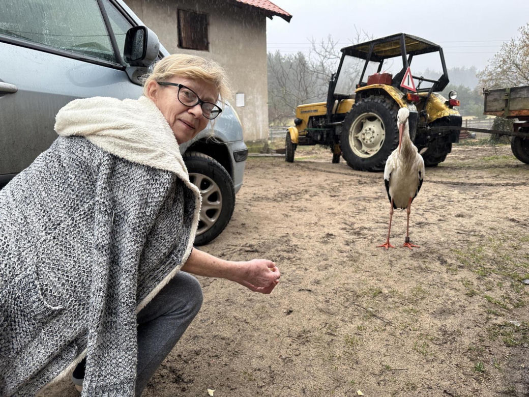 Bocian wrócił na ukochaną wieś. W Krutyni czekali na niego całą zimę
