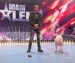 Mam talent 7, odcinek 4. Świnia zrobiła kupę na scenie!