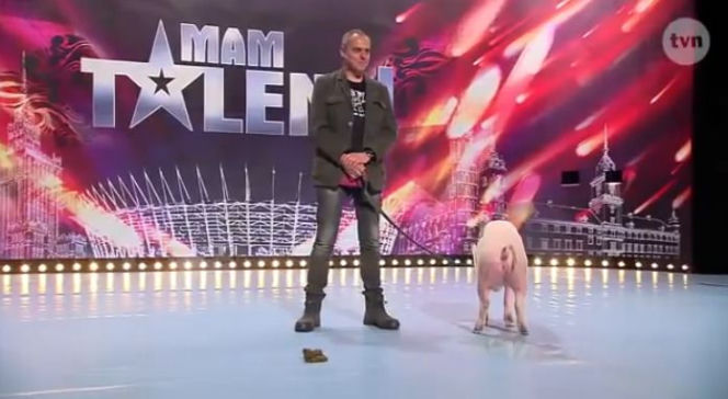 Mam talent 7, odcinek 4. Świnia zrobiła kupę na scenie!