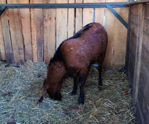 Żywa szopka w Żydowcach