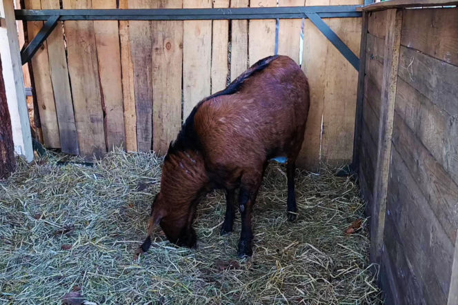 Żywa szopka w Żydowcach