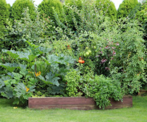 Ogródek warzywny