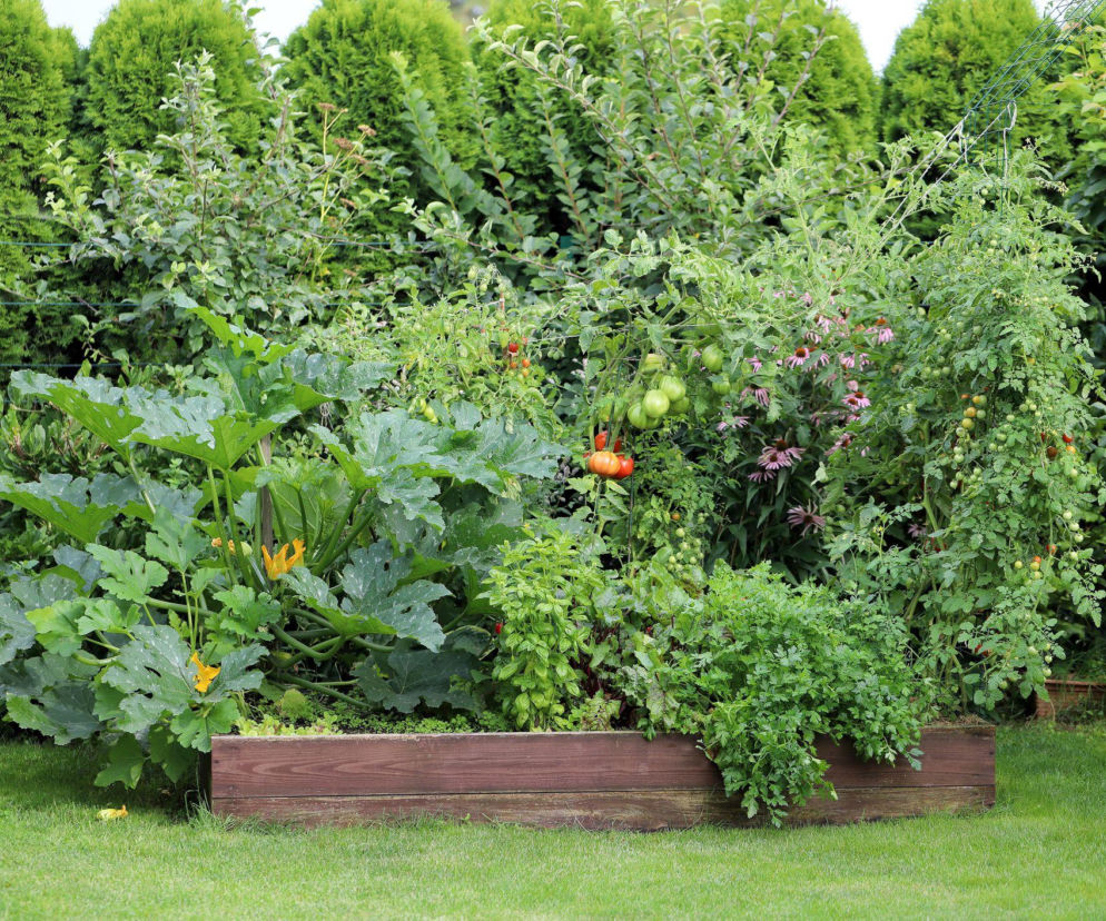 Popularne drzewo w polskich ogrodach może szkodzić. Jego cień wywołuje migreny i zmęczenie