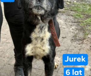 OTOZ Animals poszukuje domów dla psów