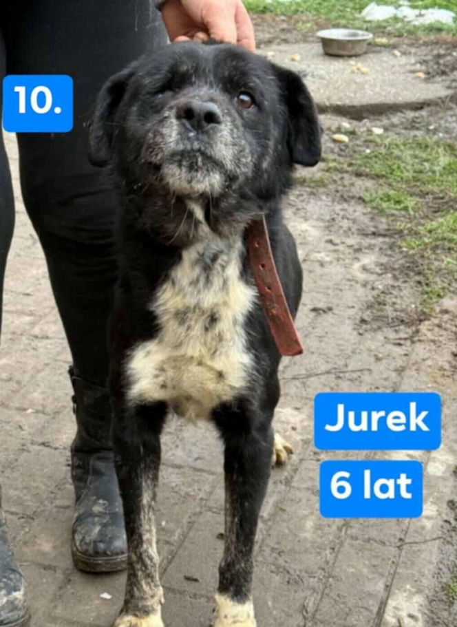 OTOZ Animals poszukuje domów dla psów