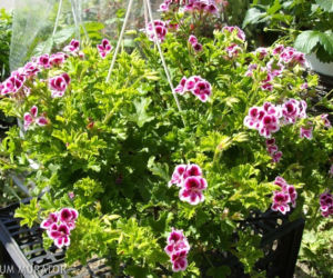 Pelargonie: rośliny na słoneczny balkon