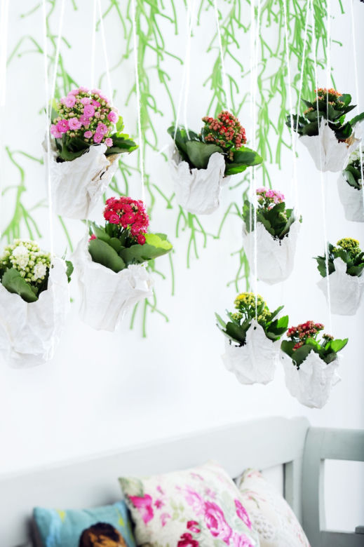 Kalanchoe w wiszących doniczkach