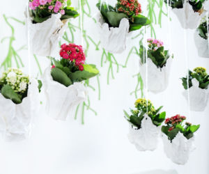Kalanchoe w wiszących doniczkach