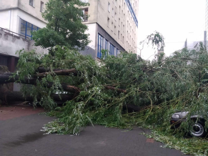 Burza w Łodzi wyrywa drzewa z korzeniami