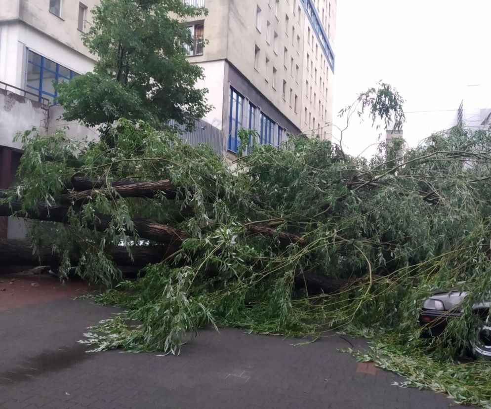Burza w Łodzi wyrywa drzewa z korzeniami