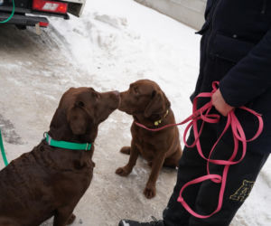 Schronisko dla psów w Sobolewie zamknięte. Jeszcze w sobotę, 24 stycznia, protestowali pod nim mieszkańcy [ZDJĘCIA].