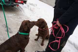 Schronisko dla psów w Sobolewie zamknięte. Jeszcze w sobotę, 24 stycznia, protestowali pod nim mieszkańcy [ZDJĘCIA].