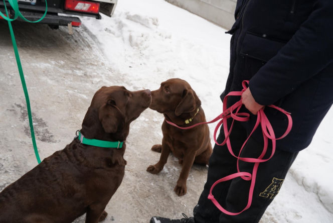 Schronisko dla psów w Sobolewie zamknięte. Jeszcze w sobotę, 24 stycznia, protestowali pod nim mieszkańcy [ZDJĘCIA].