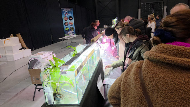 Egzotyczny świat zawitał do Bydgoszczy! Pająki i węże były na wyciągnięcie ręki