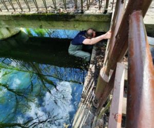 Skok z okna na trzecim piętrze i ucieczka do kanału! Strażnicy uratowali kota z opresji