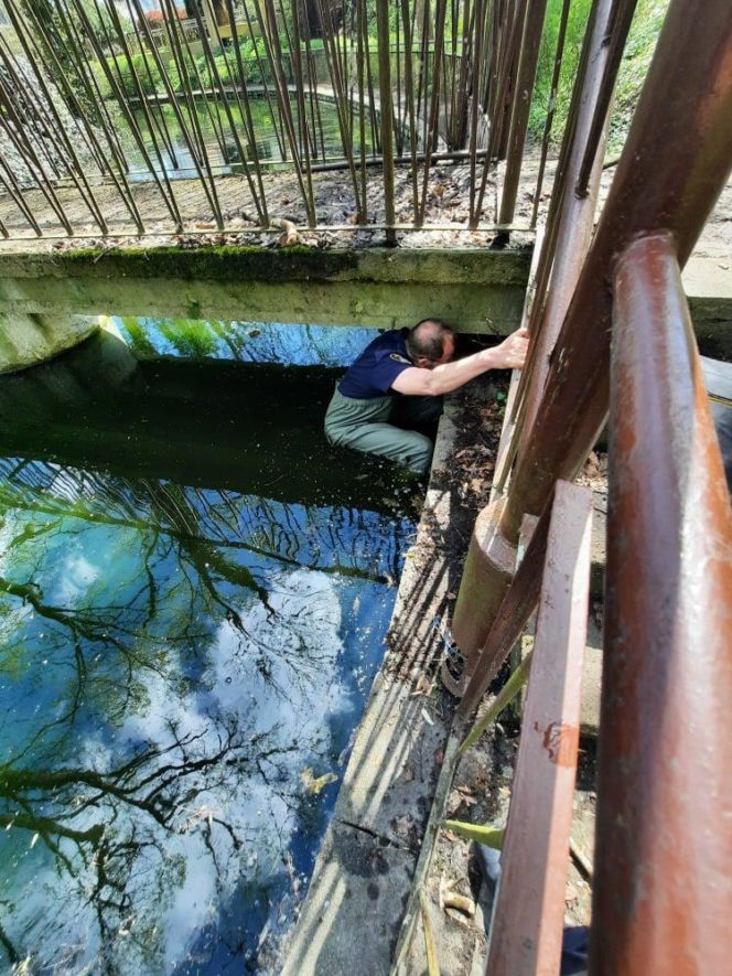 Skok z okna na trzecim piętrze i ucieczka do kanału! Strażnicy uratowali kota z opresji