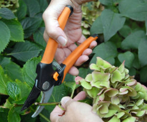 Suszenie kwiatów hortensji