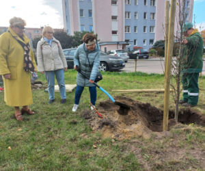 W młodym parku w Lesznie posadzono kolejne drzewa. Każde ma swoją tabliczkę