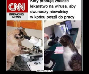 Memy o koronawirusie