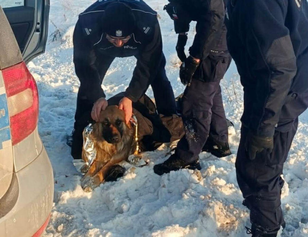 Mrożąca krew w żyłach interwencja. Uratowali psa przymarzniętego do drogi