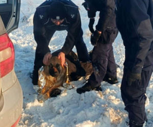 Mrożąca krew w żyłach interwencja. Uratowali psa przymarzniętego do drogi