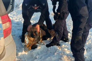 Mrożąca krew w żyłach interwencja. Uratowali psa przymarzniętego do drogi