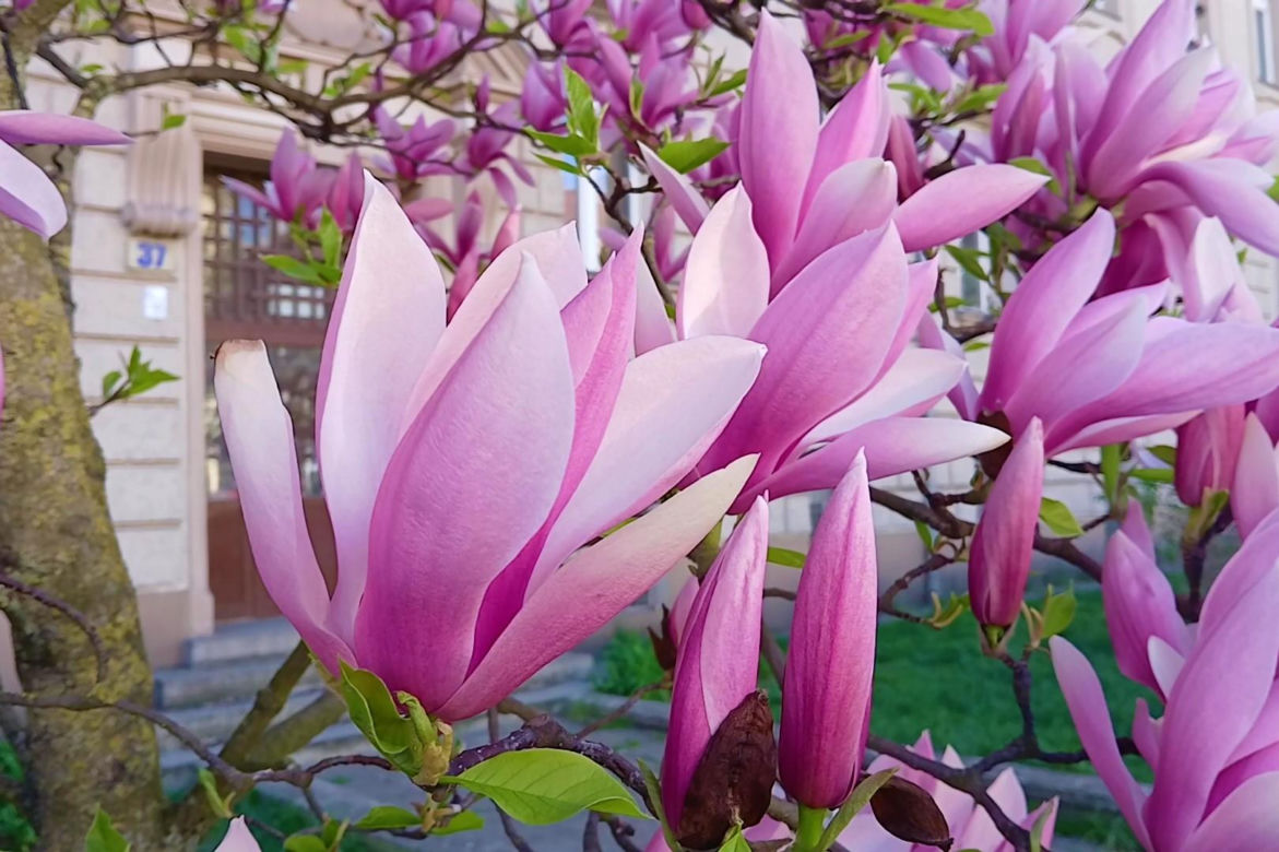Magnolie w Szczecinie