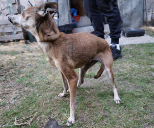 Zaniedbane psy w powiecie myszkowskim