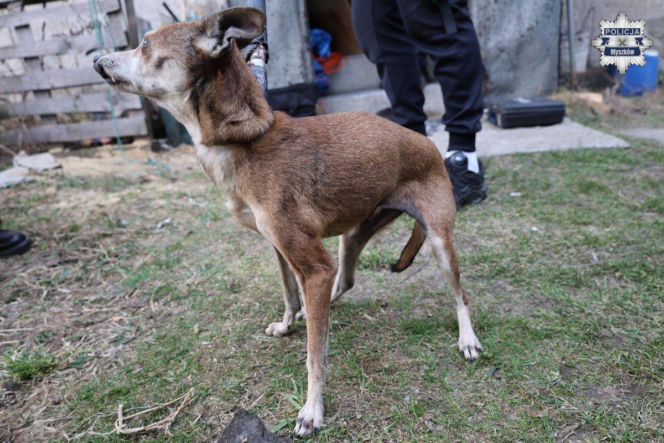 Zaniedbane psy w powiecie myszkowskim