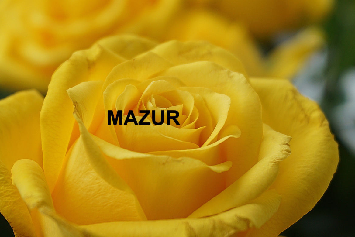 MAZUR