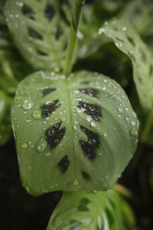 Maranta