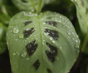 Maranta leuconeura