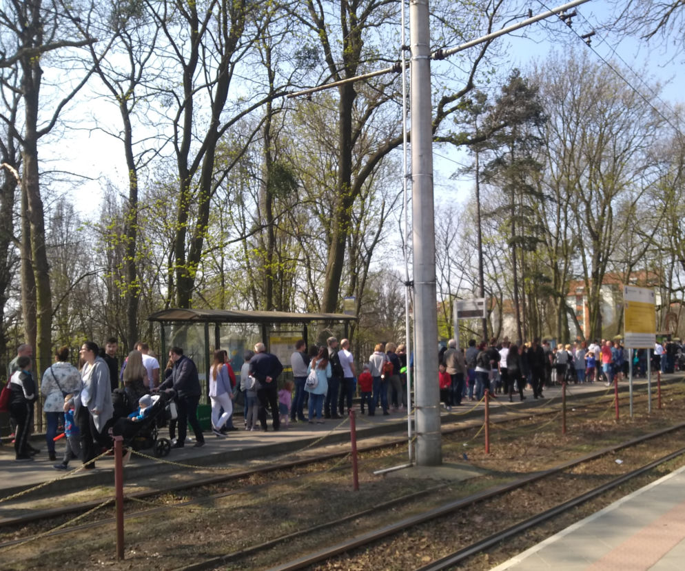 Pandy w Ogrodzie Zoobotanicznym w Toruniu