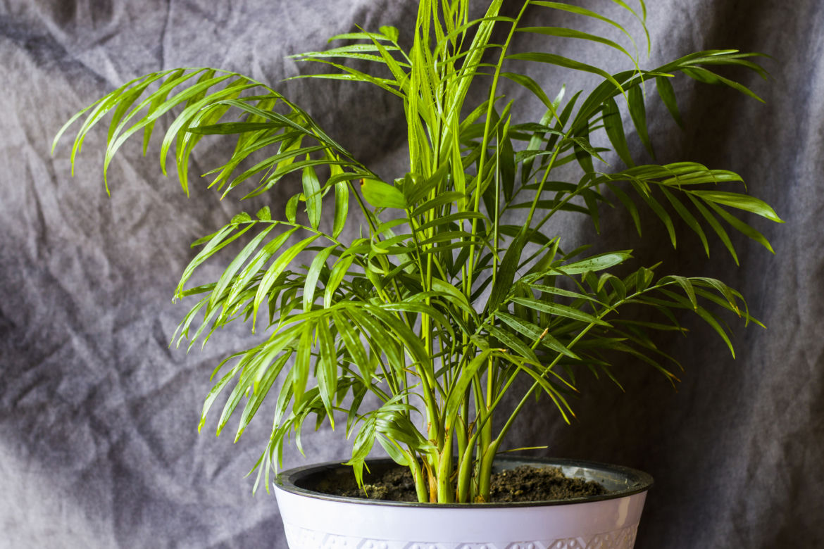 Areka (Chrysalidocarpus lutescens)
