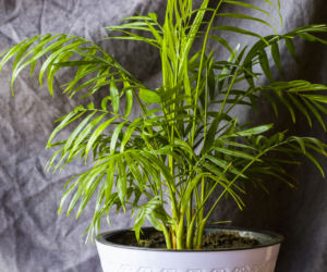 Areka (Chrysalidocarpus lutescens)