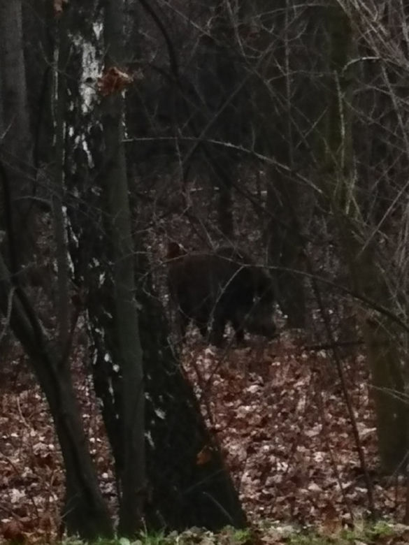 Dzik ZAATAKOWAŁ przechodniów na osiedlu w Krakowie. Są ranni [ZDJĘCIA]