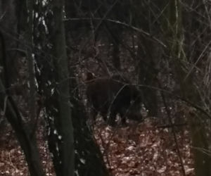 Dzik ZAATAKOWAŁ przechodniów na osiedlu w Krakowie. Są ranni [ZDJĘCIA]