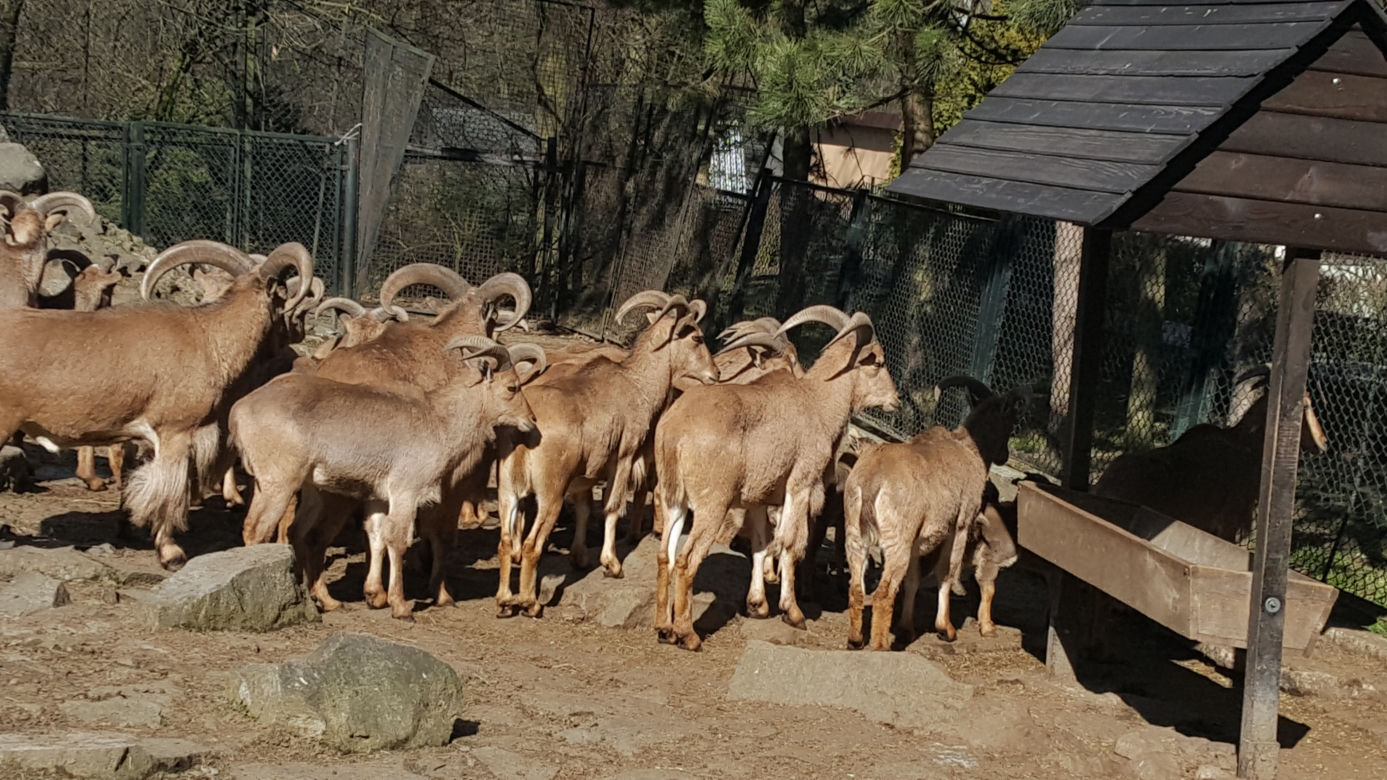 Nowe maluchy w krakowskim zoo! [GALERIA ZDJĘĆ, AUDIO]