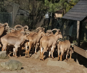 Nowe maluchy w krakowskim zoo! [GALERIA ZDJĘĆ, AUDIO]