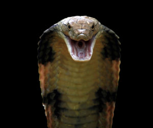 Koszmar w uwielbianym przez Polaków kurorcie. Turysta zmarł po ataku kobry