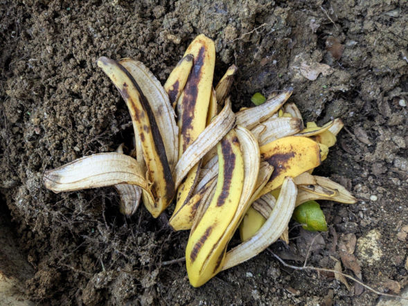 Skórki z bananów