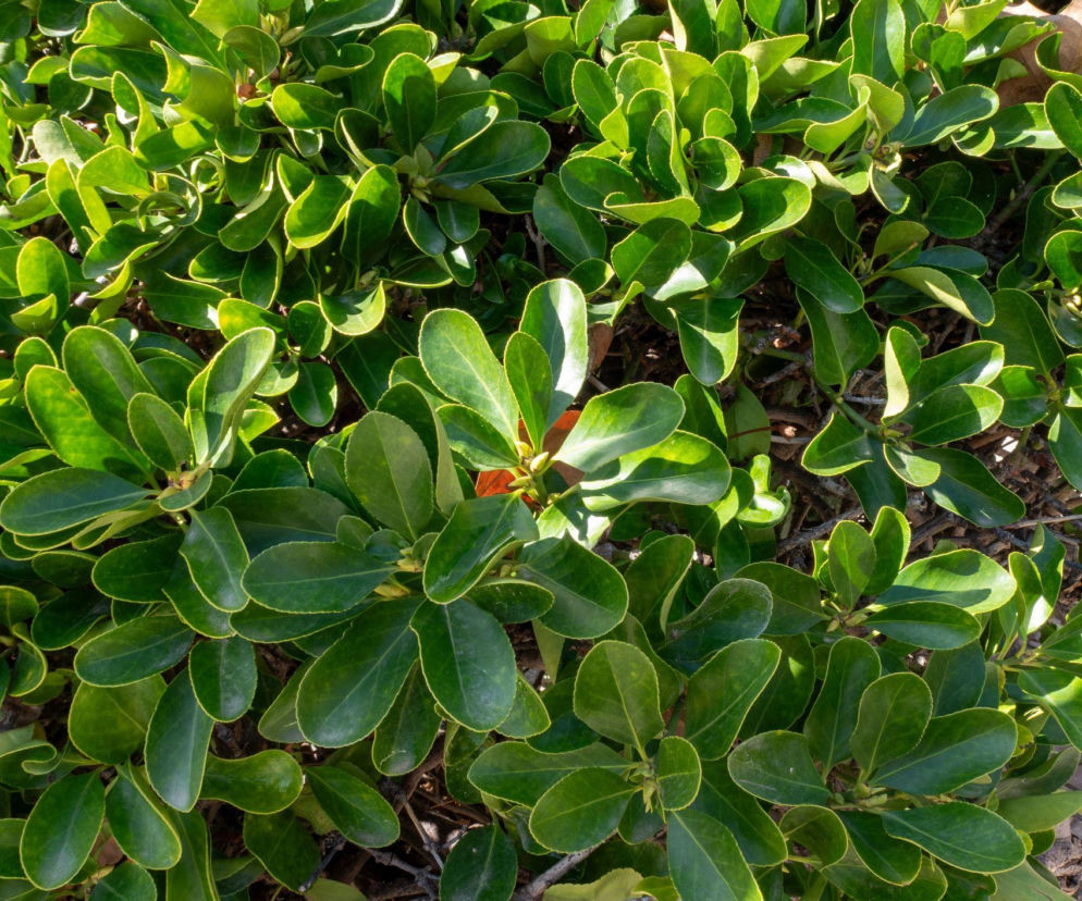 Trzmielina japońska