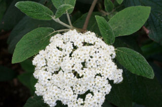 Kalina sztywnolistna - Viburnum rhytidophyllum